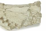 Impressive Fossil Dyrosaurus Rostrum - Morocco #227168-9